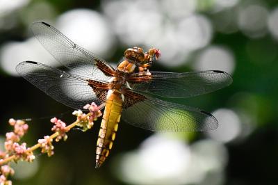Libellule déprimée 