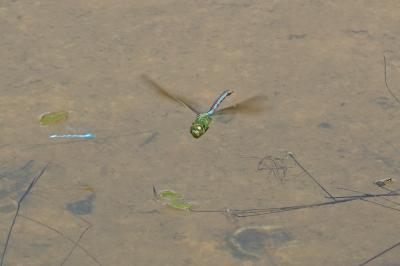 Anax empereur 