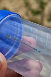 Agrion élégant