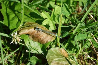 Agrion à larges pattes