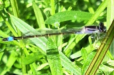 Agrion élégant