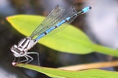 Agrion jouvencelle
