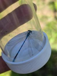 Agrion jouvencelle
