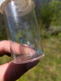 Agrion porte-coupe