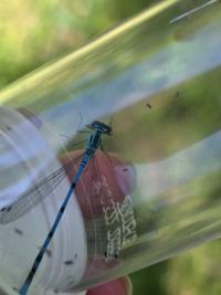 Agrion jouvencelle
