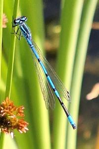 Agrion jouvencelle