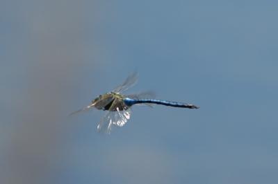 Anax empereur 