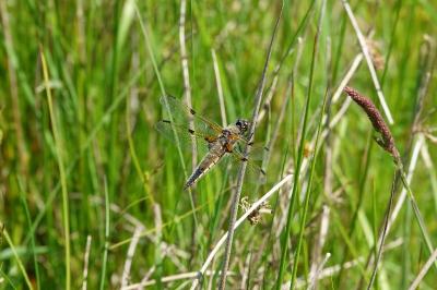 Libellule quadrimaculée 