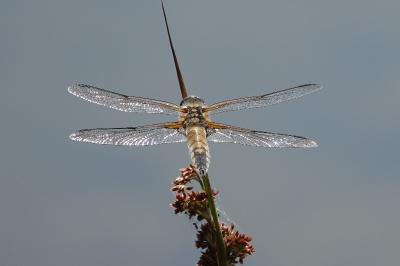 Libellule quadrimaculée 