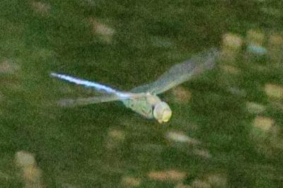 Anax empereur 