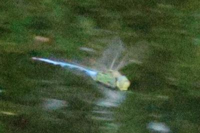 Anax empereur 