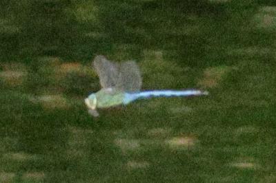 Anax empereur 