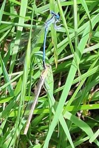 Agrion à larges pattes