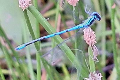 Agrion jouvencelle