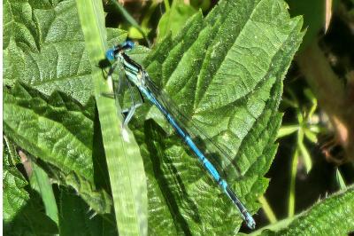 Agrion à larges pattes