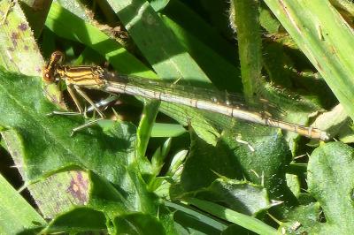 Agrion à larges pattes
