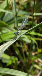 Agrion à larges pattes
