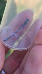 Agrion de Mercure