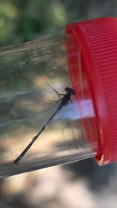 Agrion de Mercure