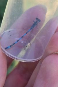 Agrion de Mercure