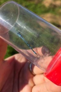 Agrion de Mercure