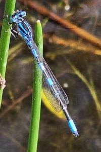 Agrion mignon 