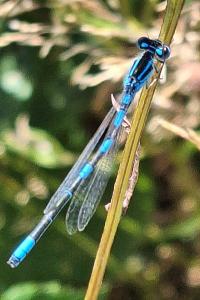 Agrion mignon 