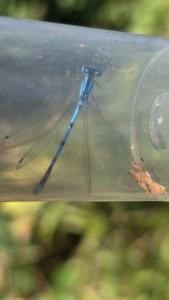 Agrion porte-coupe