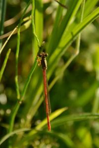 Agrion délicat