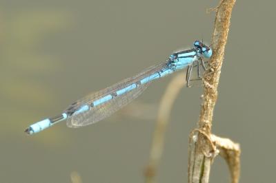 Agrion porte-coupe