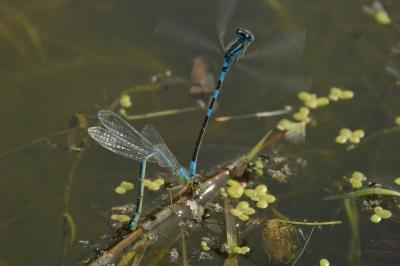 Agrion mignon 