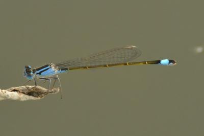 Agrion élégant