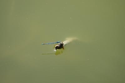 Agrion de Vander Linden