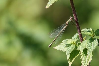 Leste vert