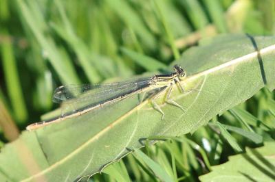 Agrion à larges pattes