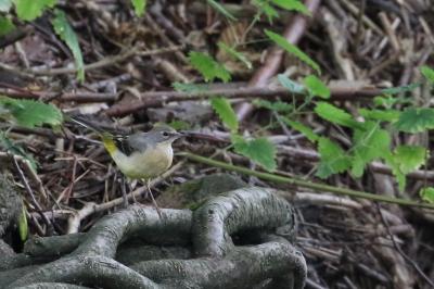 Motacilla cinerea