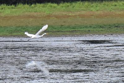 Grande Aigrette