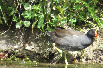 Poule-d'eau