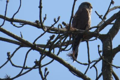 Falco tinnunculus