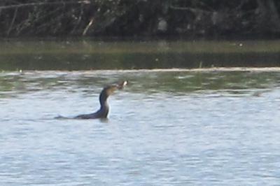 Grand Cormoran