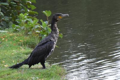 Grand Cormoran