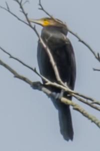 Grand Cormoran