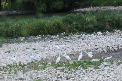 Aigrette garzette