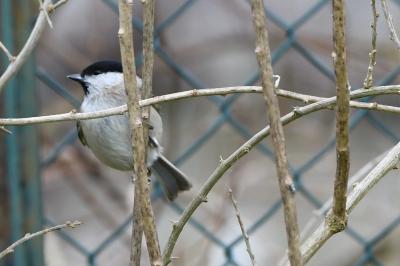 Mésange nonnette