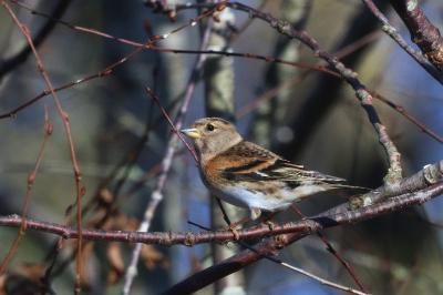 Fringilla montifringilla