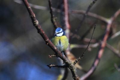 Mésange bleue