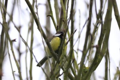 Mésange charbonnière