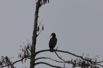 Grand Cormoran