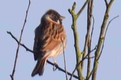 Bruant des roseaux