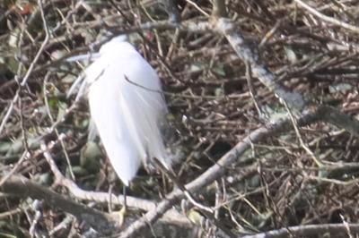 Aigrette garzette